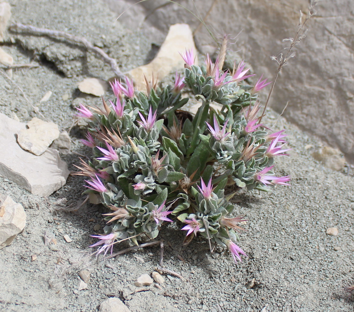 Image of Siebera nana specimen.