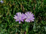 Lactuca tatarica