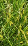 Carex vesicaria. Побеги плодоносящих растений. Московская обл., Солнечногорский р-н, под ЛЭП на окраине Щепкина болота. 17.06.2018.