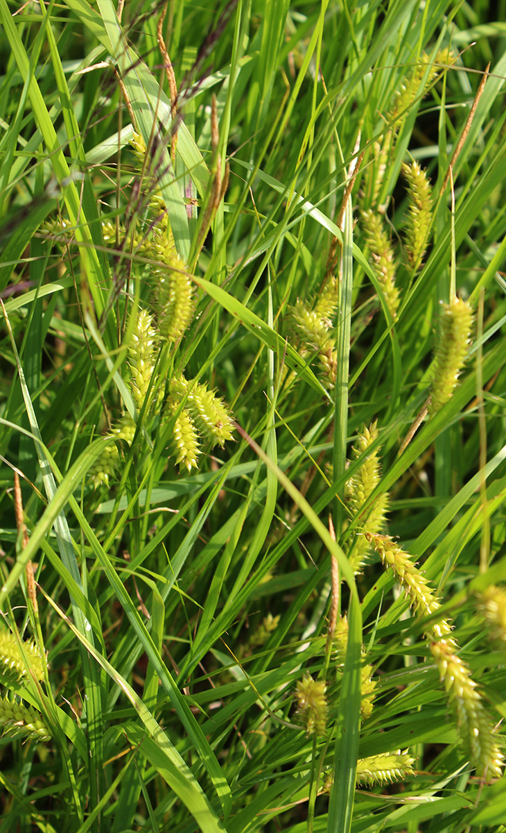 Image of Carex vesicaria specimen.
