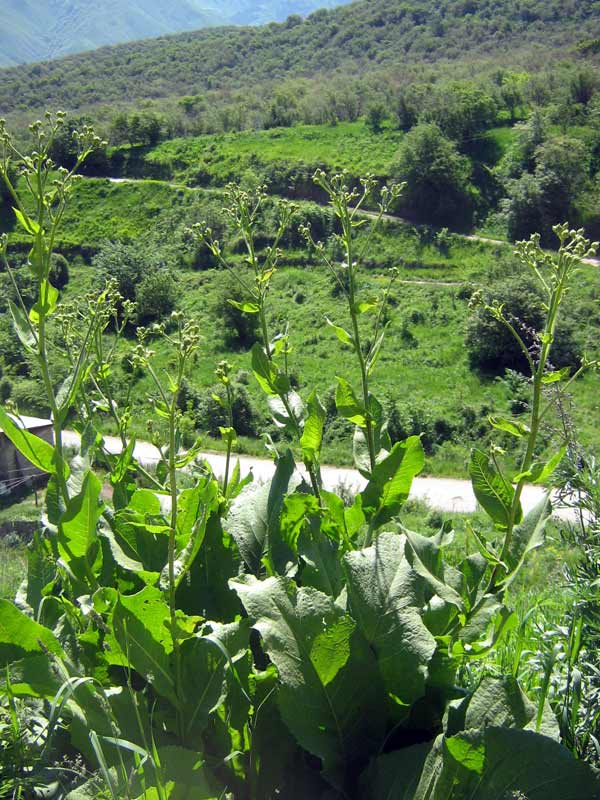 Image of Inula macrophylla specimen.