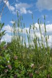 Phleum pratense