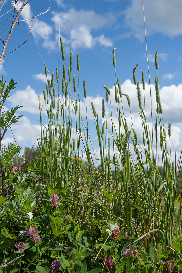 Image of Phleum pratense specimen.