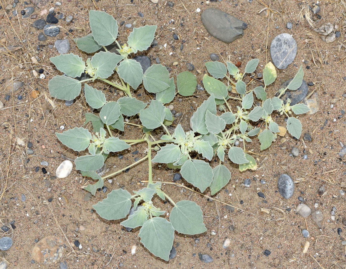 Image of Chrozophora hierosolymitana specimen.