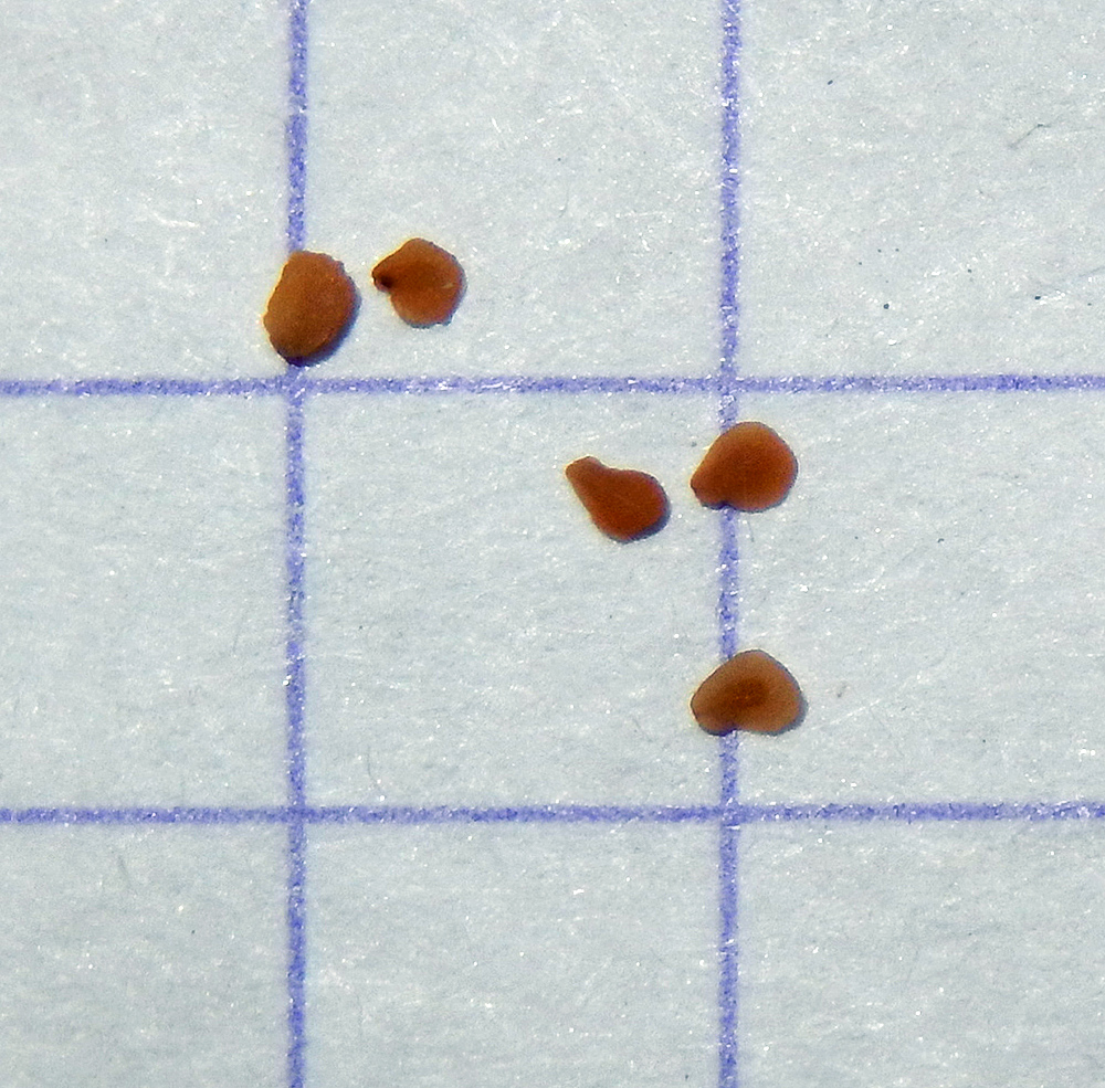 Image of Veronica umbrosa specimen.