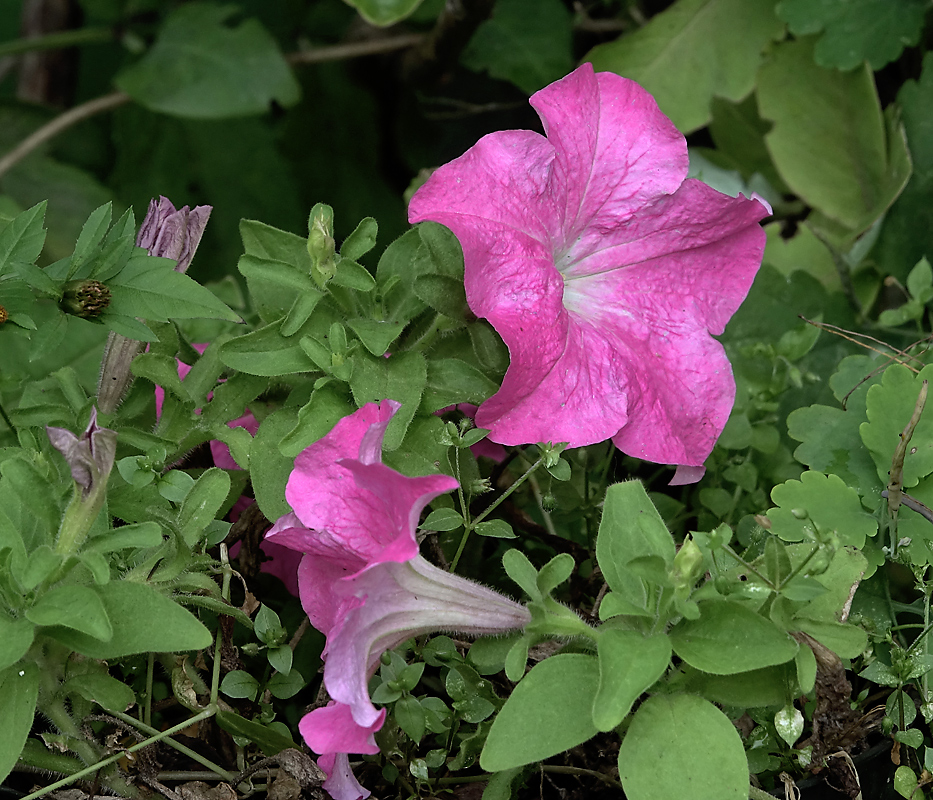 Изображение особи Petunia &times; hybrida.