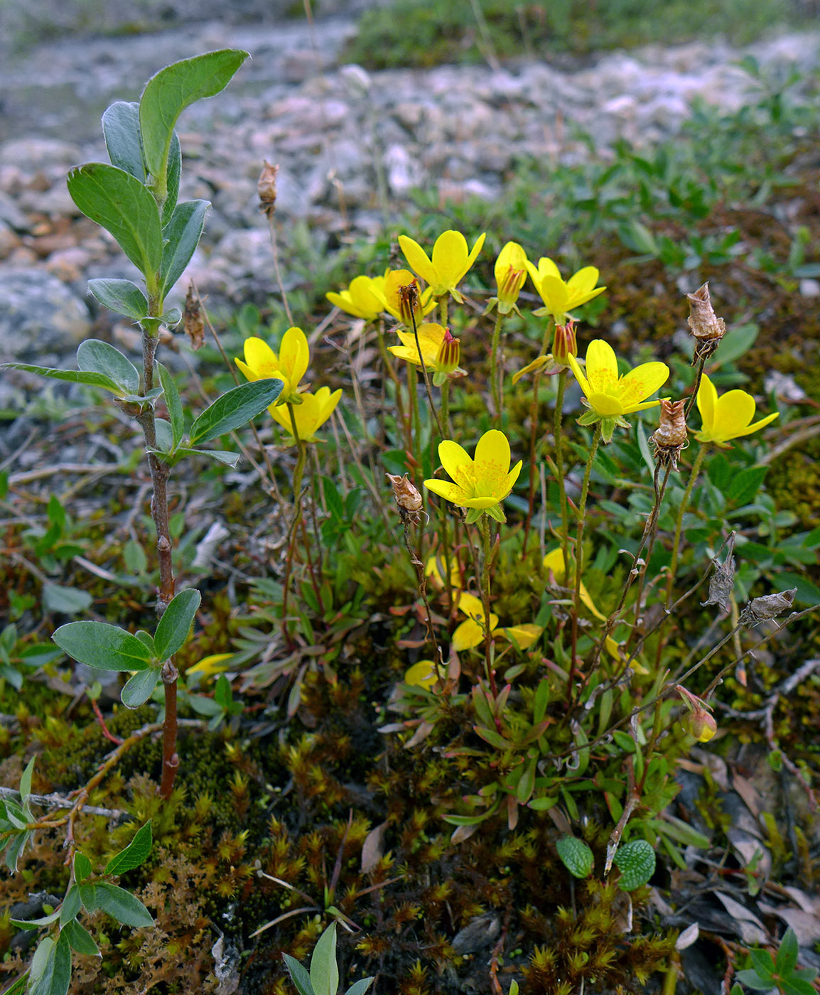 Image of Saxifraga hirculus specimen.