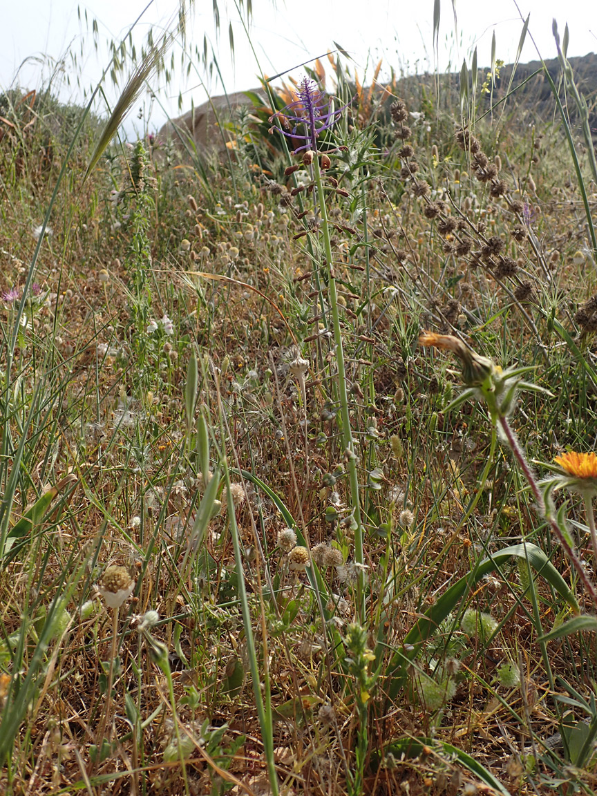 Изображение особи Leopoldia comosa.