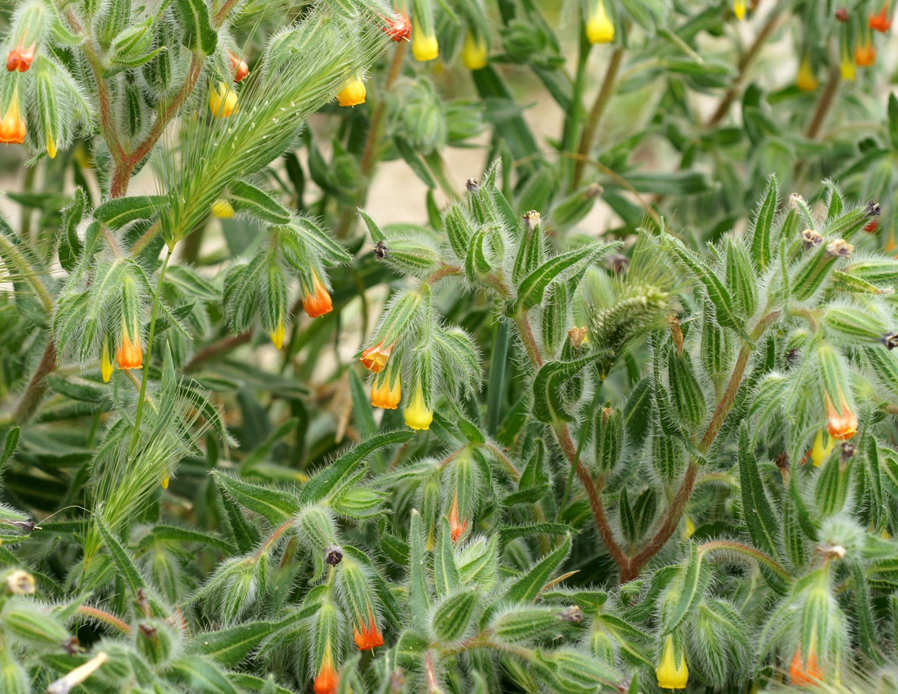 Image of Onosma dichroantha specimen.