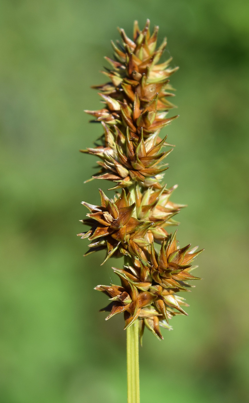 Image of Carex spicata specimen.