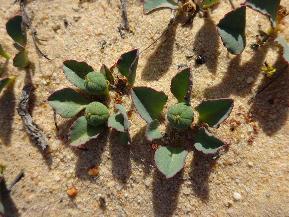 Изображение особи Euphorbia tuberosa.