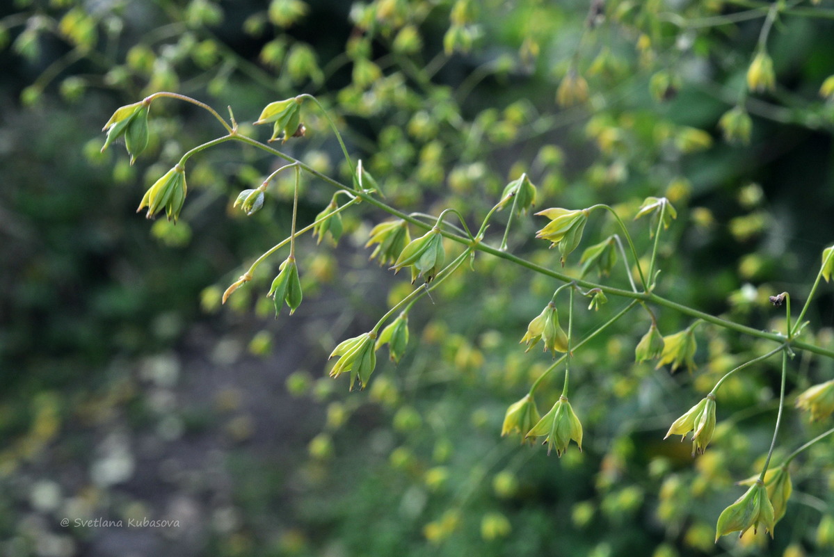 Image of Thalictrum delavayi specimen.