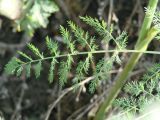 семейство Apiaceae