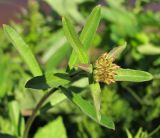 Erysimum hieraciifolium