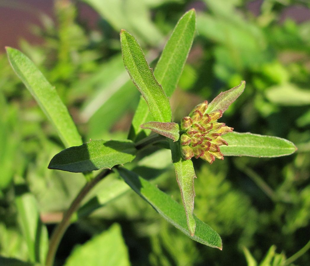 Image of Erysimum hieraciifolium specimen.