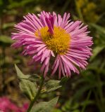 Erigeron speciosus