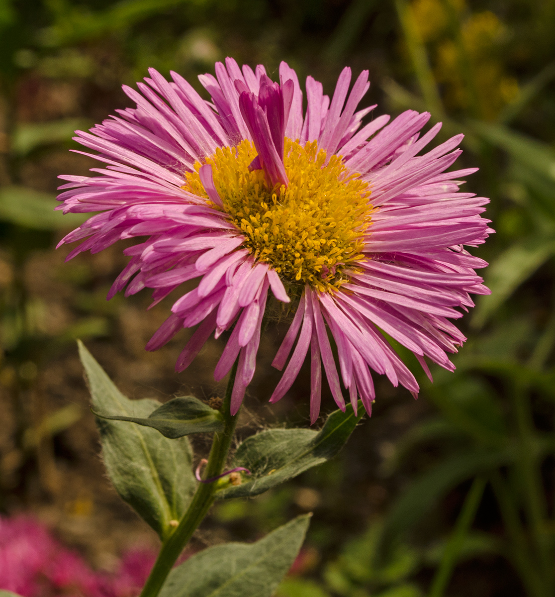 Изображение особи Erigeron speciosus.