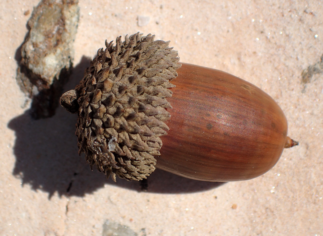 Изображение особи Quercus coccifera.