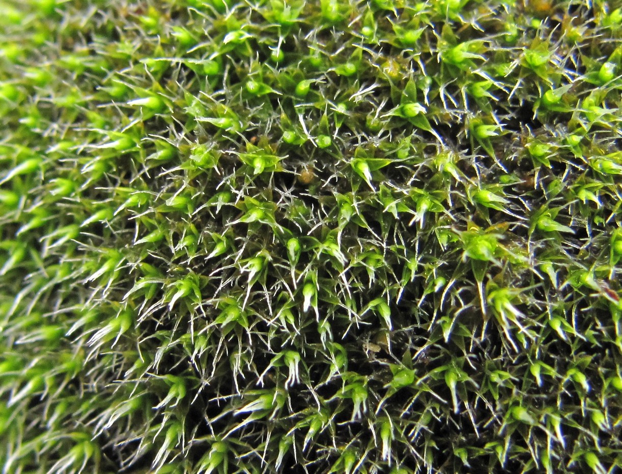 Image of class Bryopsida specimen.