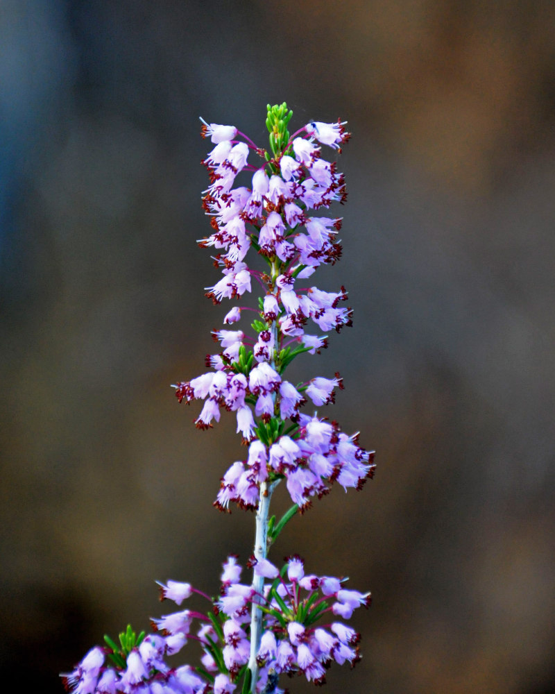 Image of Erica manipuliflora specimen.