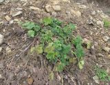 Alcea rugosa