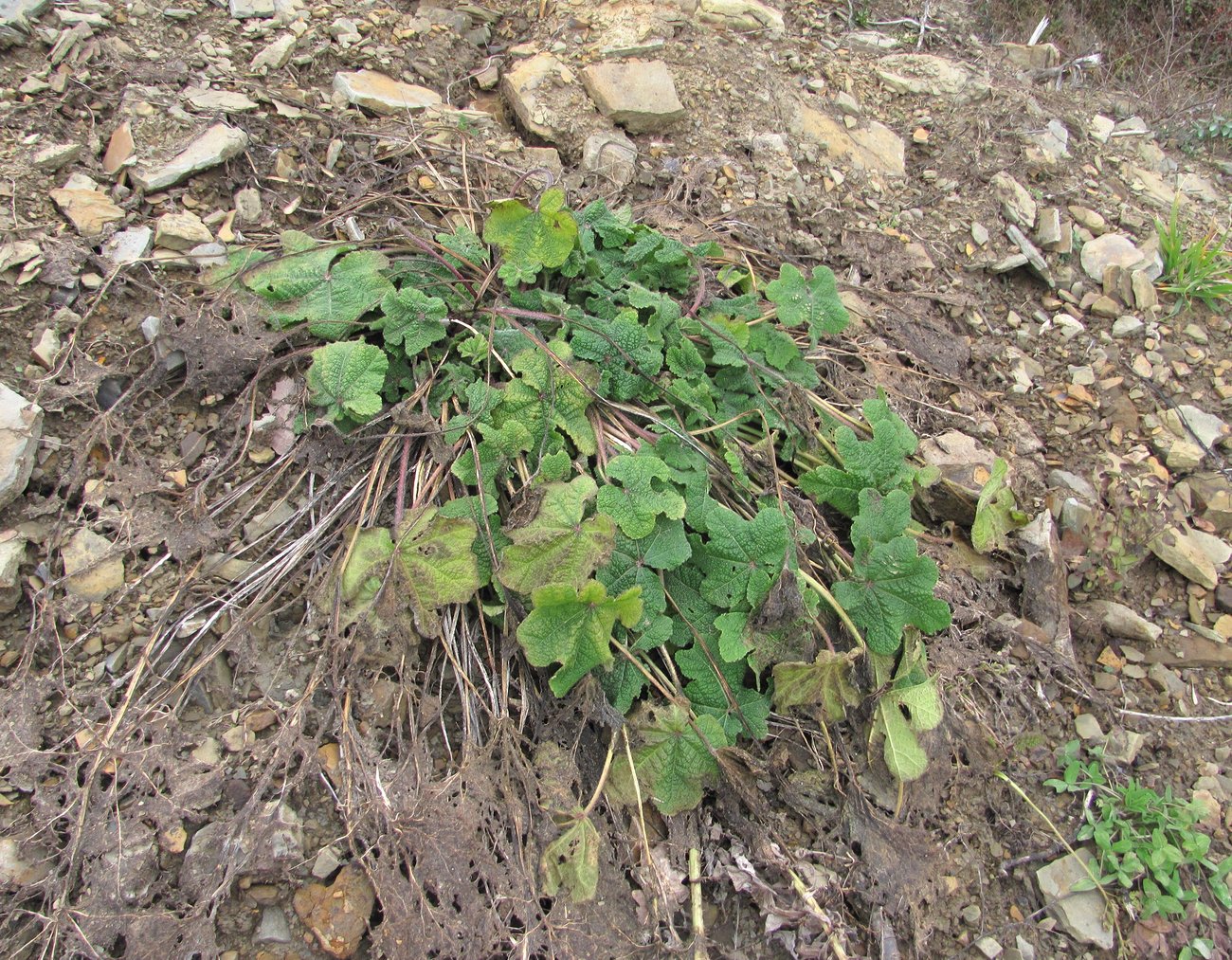 Image of Alcea rugosa specimen.