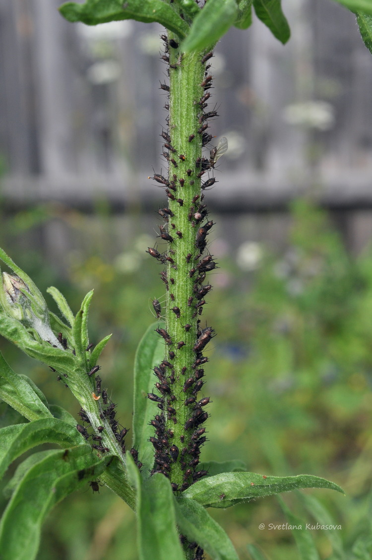 Image of Centaurea scabiosa specimen.