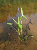 Sagittaria sagittifolia. Вегетирующее растение. Архангельская обл., Вельский р-н, мелководье р. Вель. 20.07.2010.