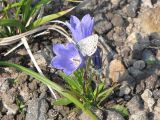 Campanula lasiocarpa. Цветущее растение в горной тундре на щебнистом склоне. Камчатский край, Елизовский район, проектируемый памятник природы \"Дачные термальные источники\", выше действующих парогидротерм, 600 м н.у.м. 26.07.2009.