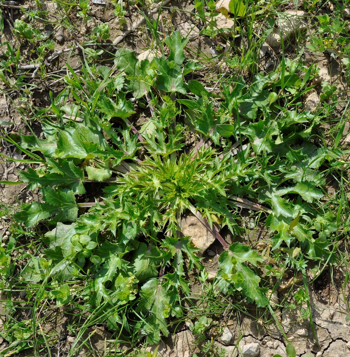 Изображение особи Eryngium creticum.