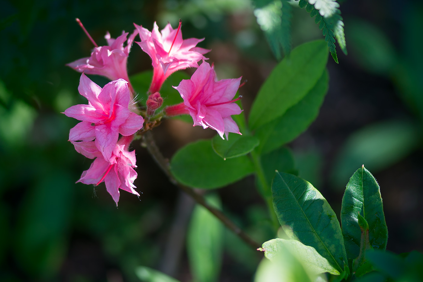 Изображение особи род Rhododendron.