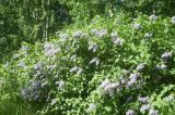 Syringa vulgaris. Цветущий куст. Тверская обл., Весьегонск, остров Кирики, поляна в небольшом березняке. 18 июня 2017 г.