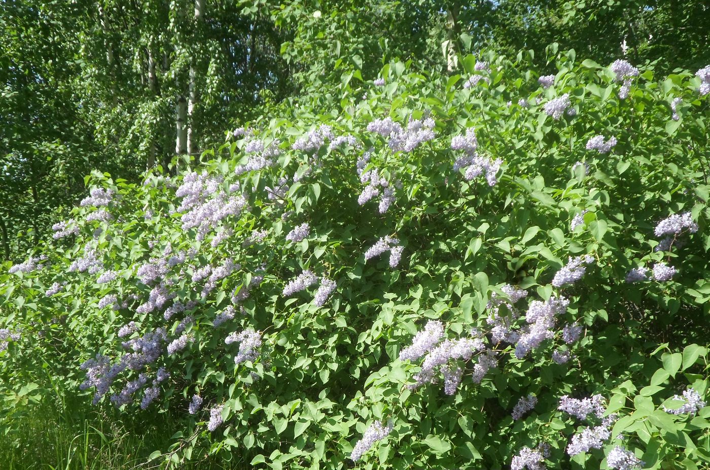 Image of Syringa vulgaris specimen.