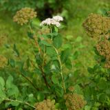 Spiraea betulifolia. Верхушка цветущего побега. Кировская обл., г. Киров, Ботанический сад Вятского государственного университета, в культуре. 07.07.2018.