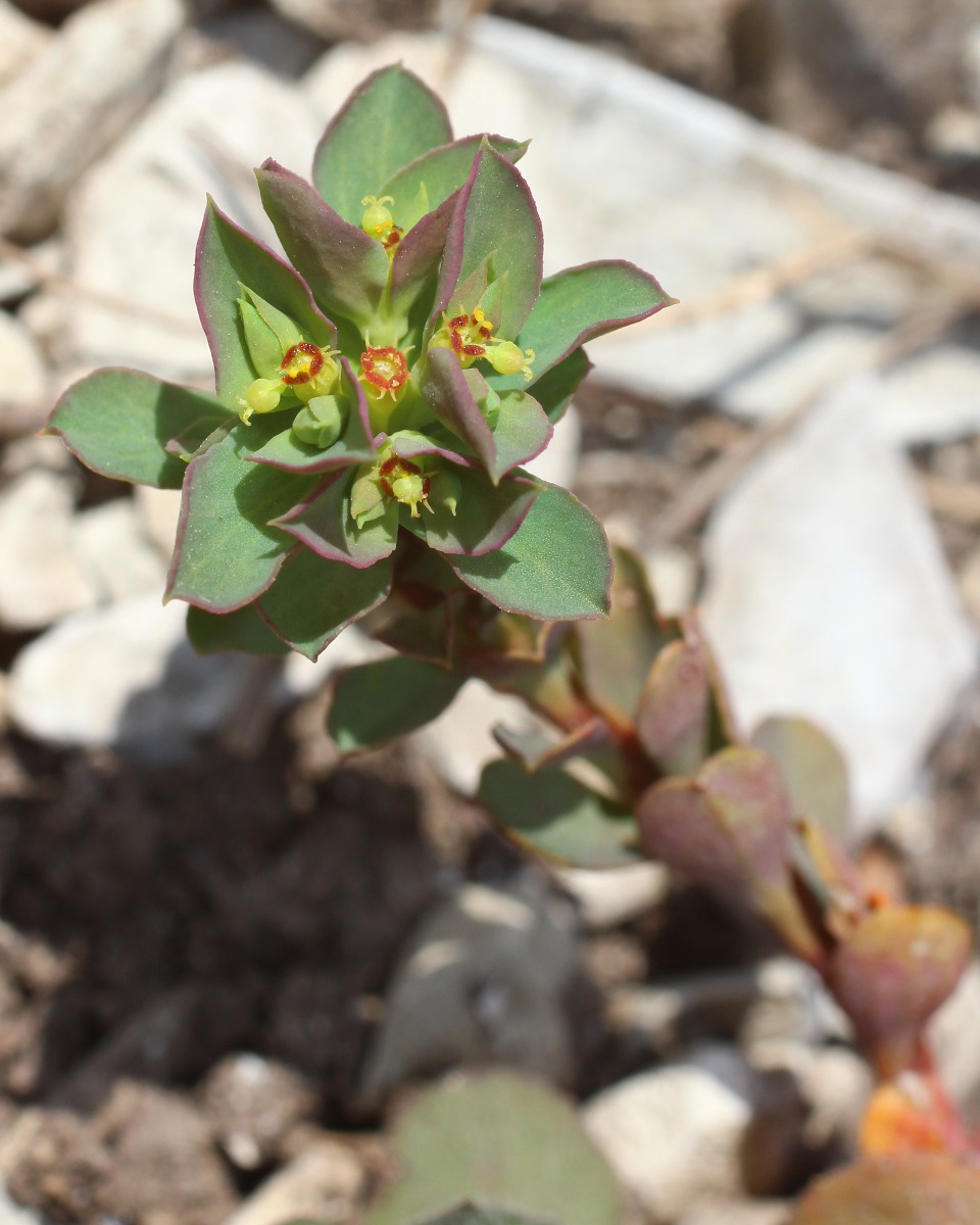 Image of Euphorbia aulacosperma specimen.