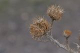 Onopordum acanthium. Верхушка сухого растения. Турция, ил Агры, безымянное село на западном склоне горы Арарат. 19.04.2019.