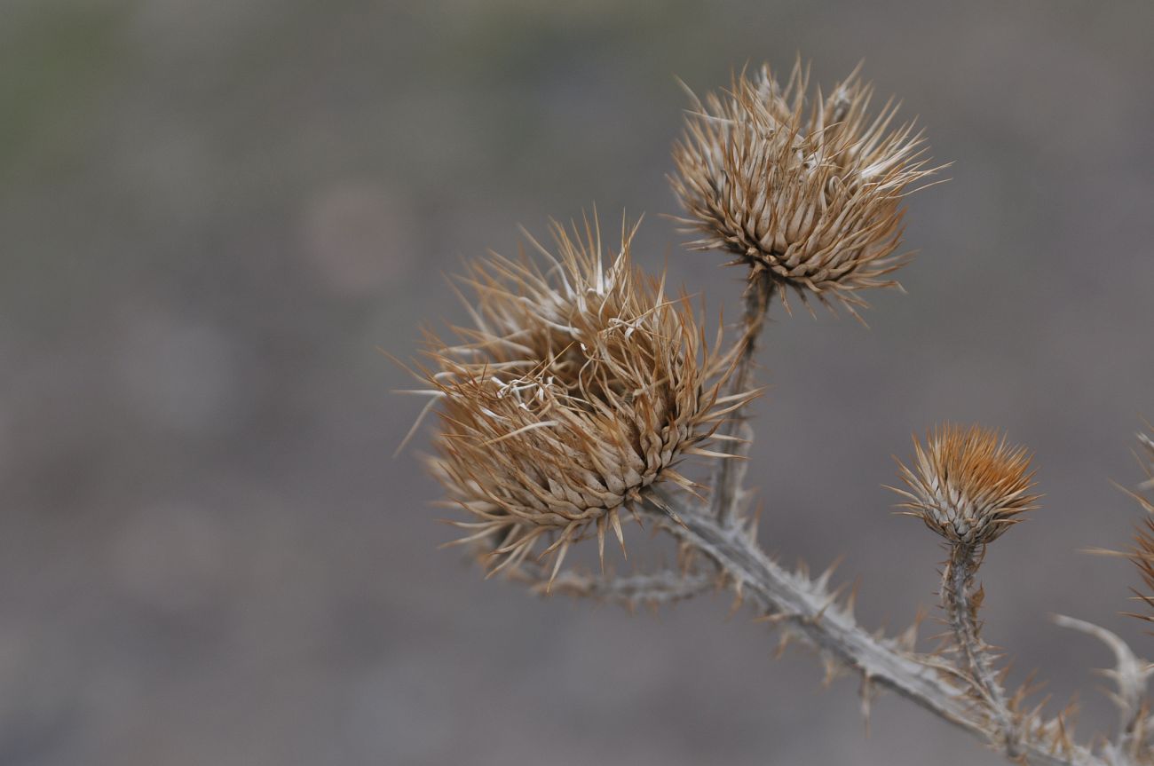 Image of Onopordum acanthium specimen.