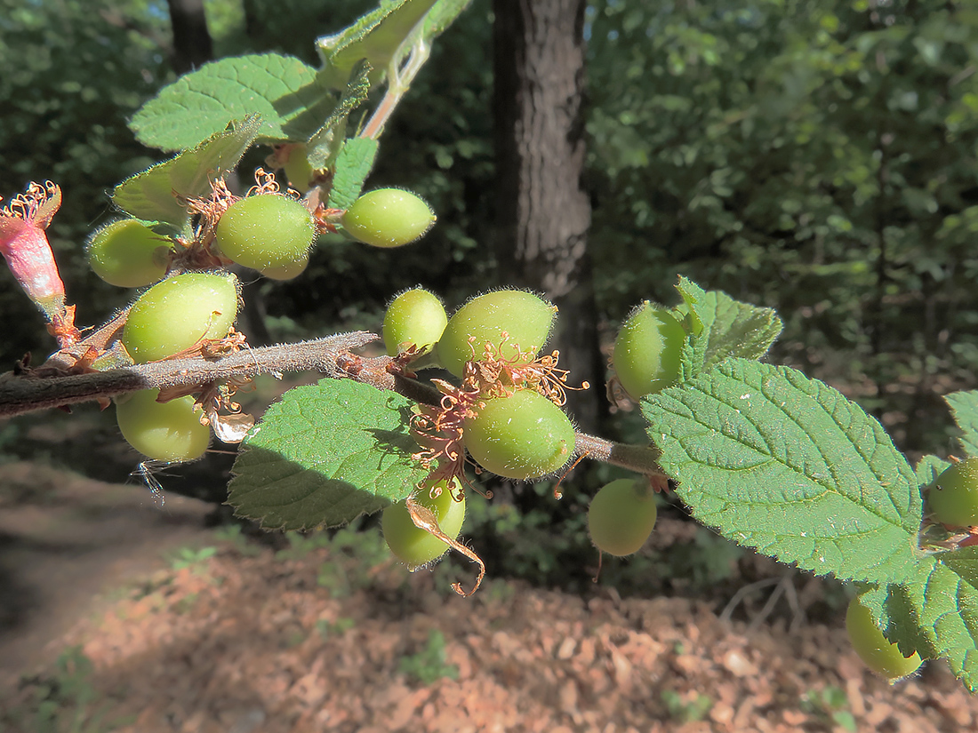 Изображение особи Cerasus tomentosa.