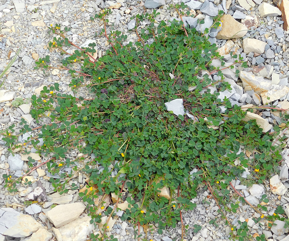 Image of Medicago orbicularis specimen.