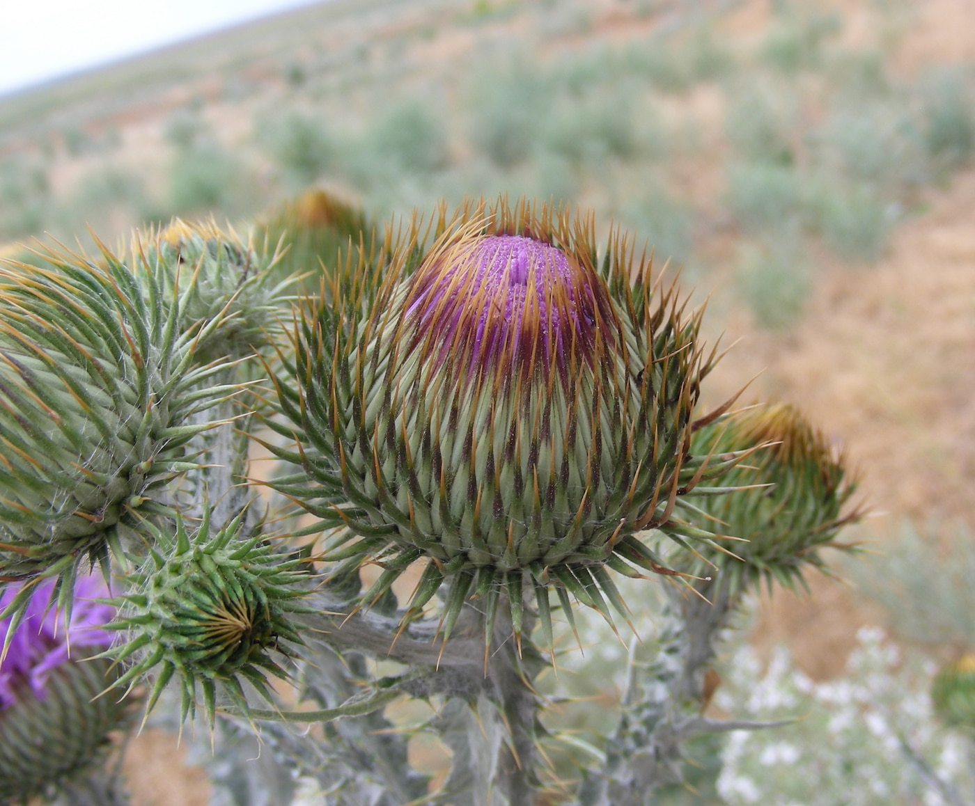 Image of Onopordum acanthium specimen.