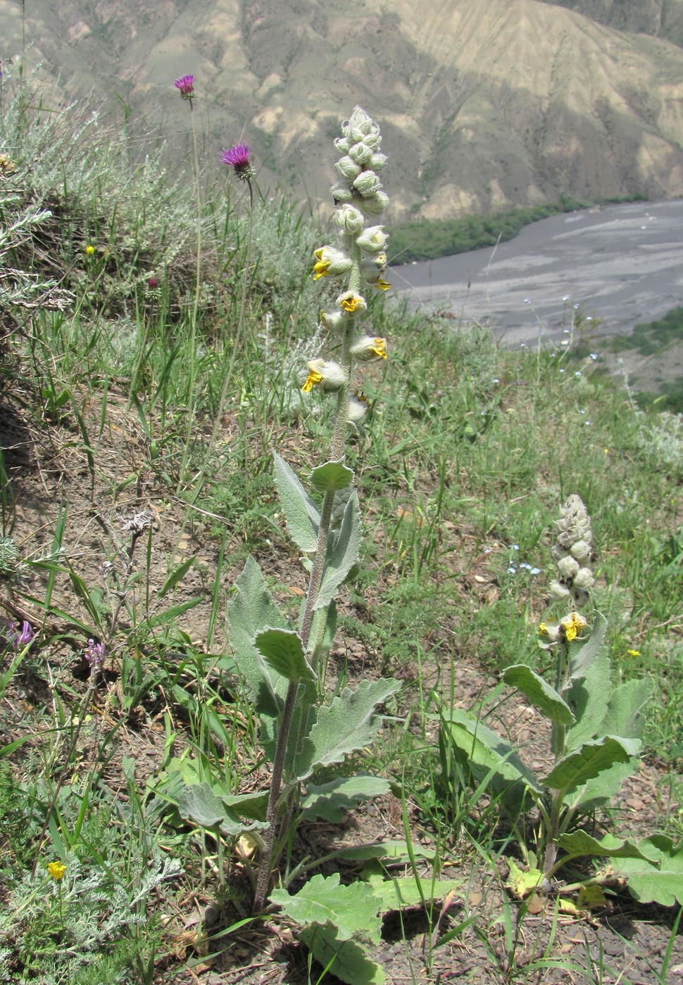 Image of Verbascum formosum specimen.