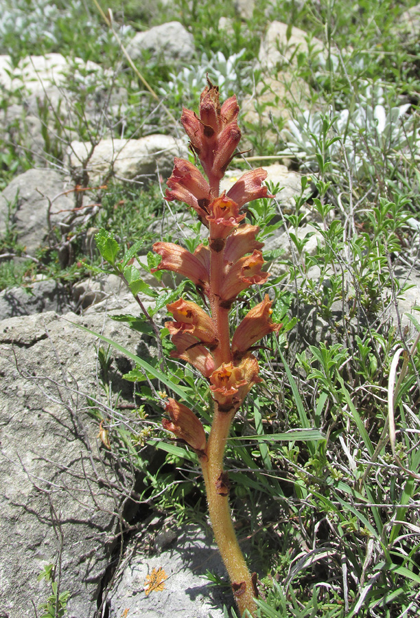 Image of Orobanche alba ssp. xanthostigma specimen.