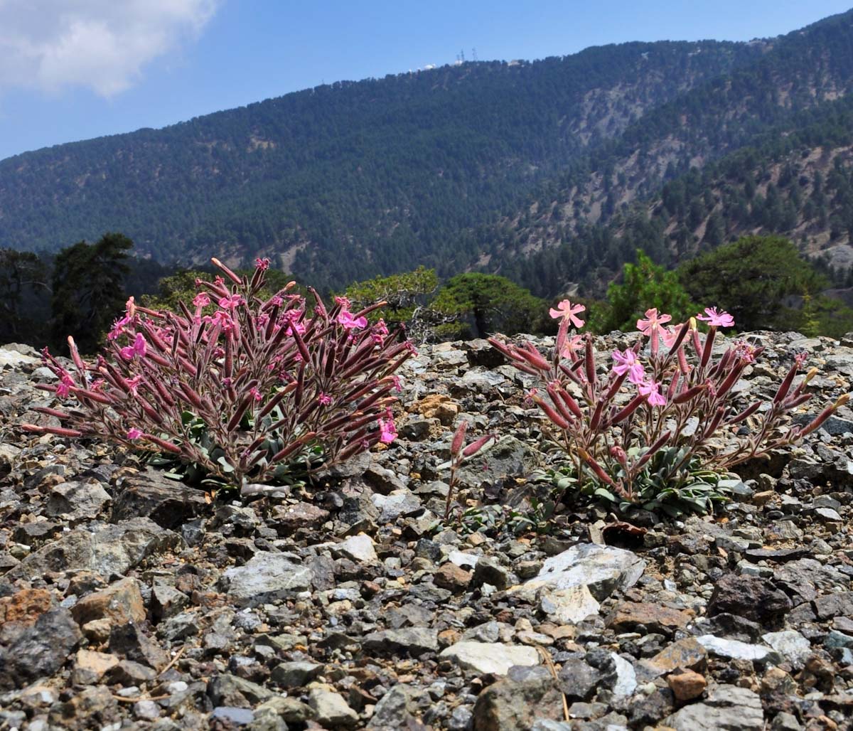 Изображение особи Saponaria cypria.