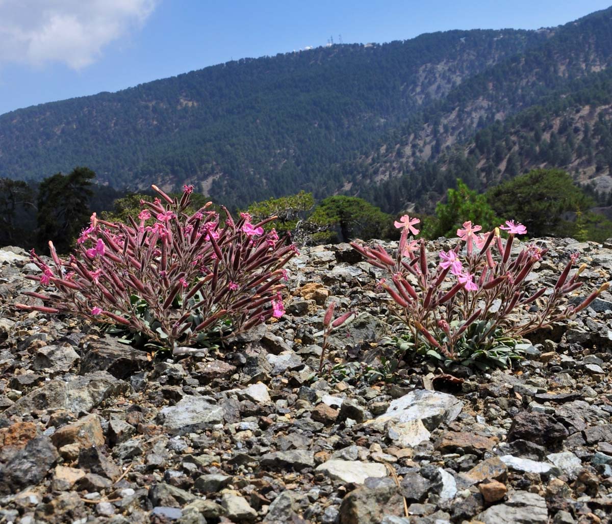 Изображение особи Saponaria cypria.