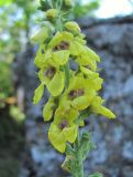 Verbascum pyramidatum