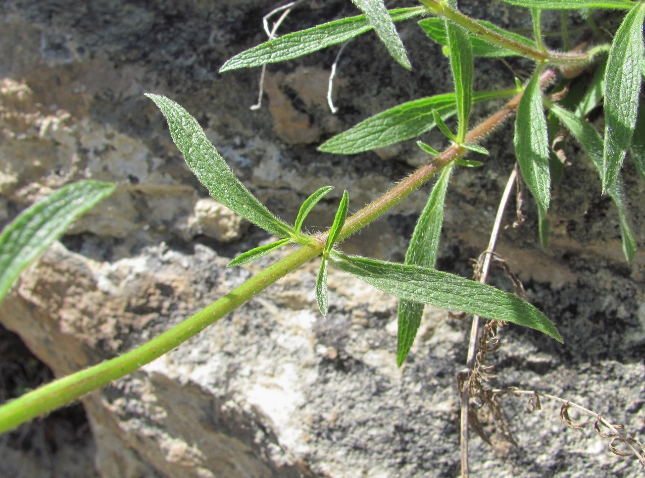 Image of Stachys atherocalyx specimen.