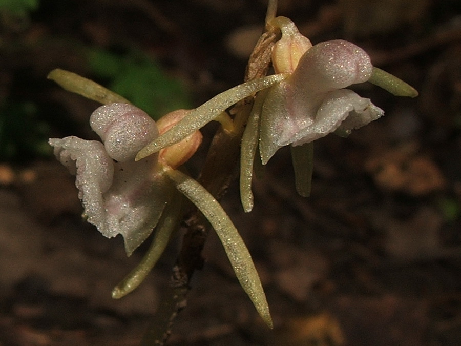 Image of Epipogium aphyllum specimen.