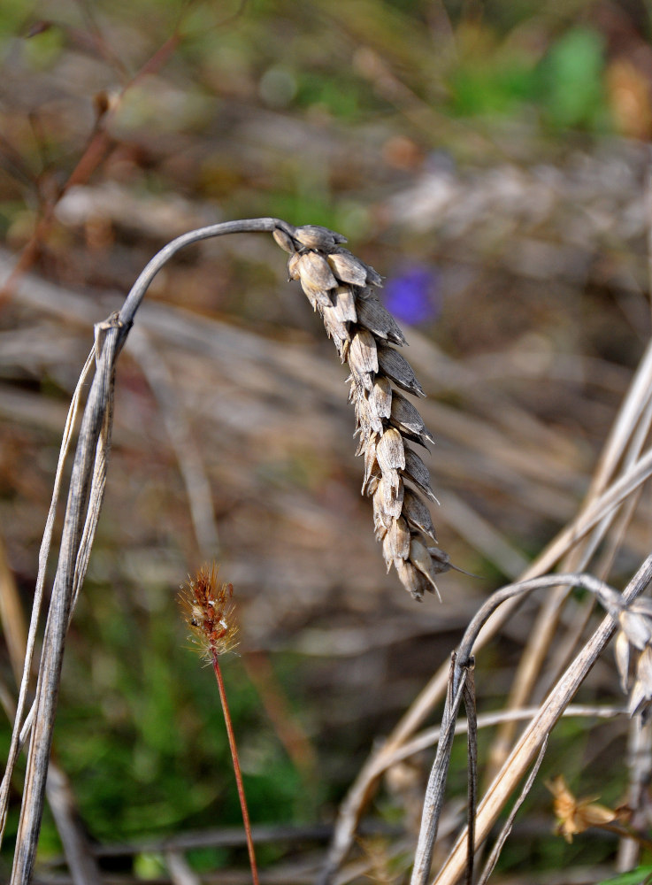 Image of Triticum aestivum specimen.