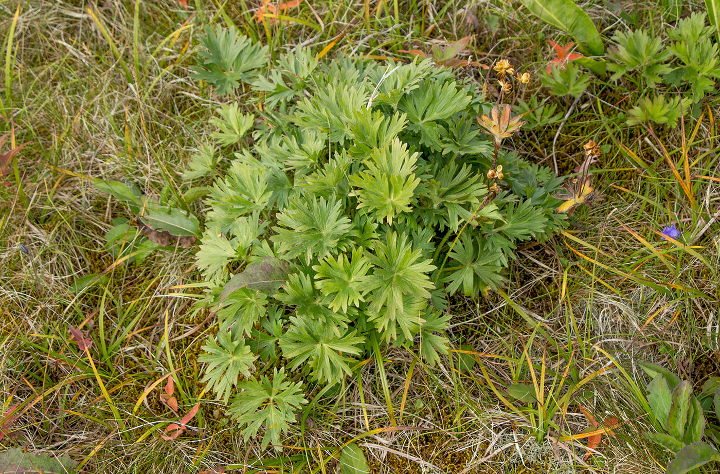 Image of Anemonastrum biarmiense specimen.