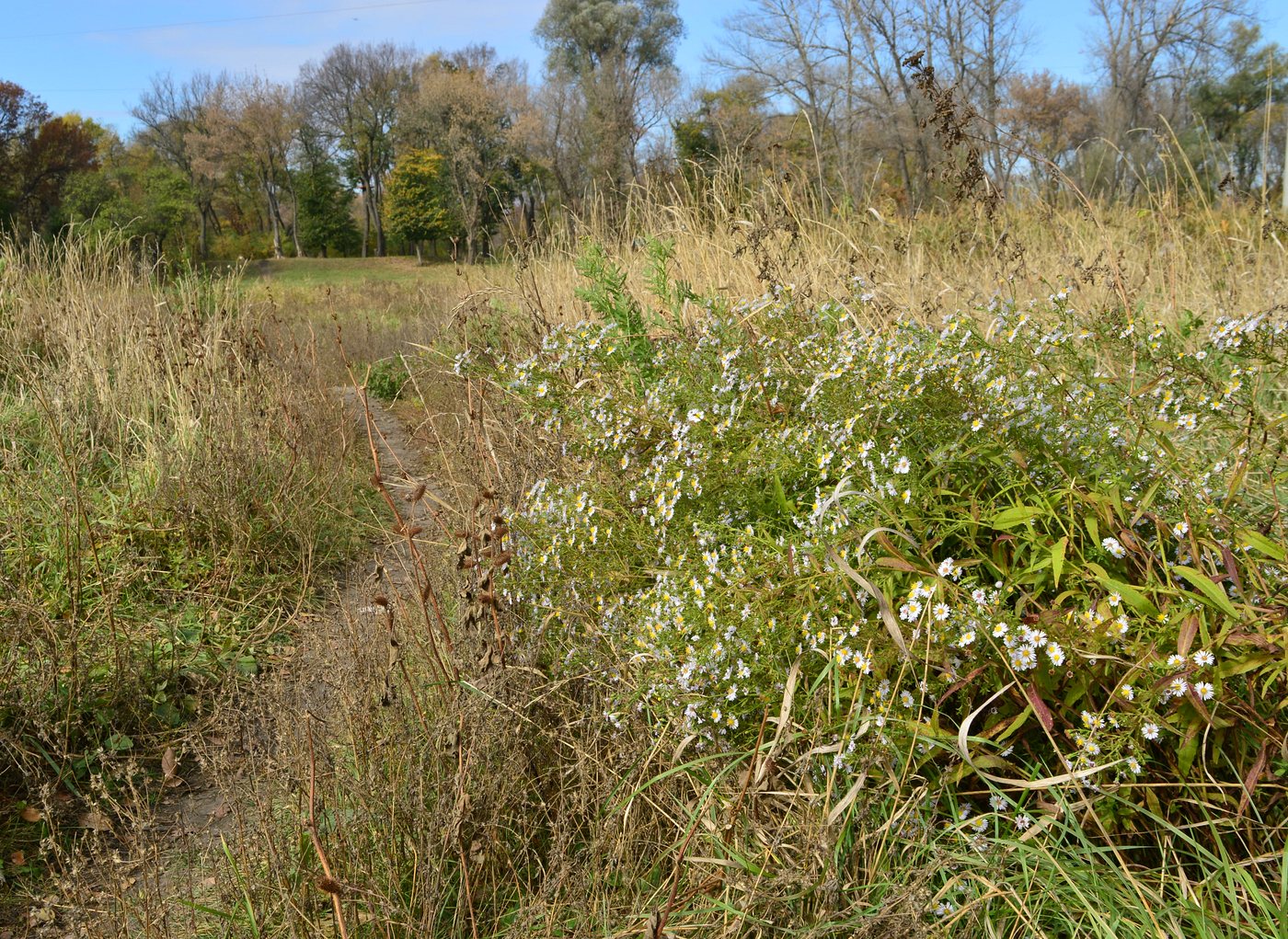 Image of Symphyotrichum &times; versicolor specimen.